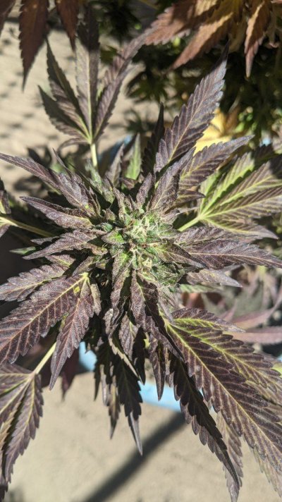 Let's see your 2021 Outdoor Plants!