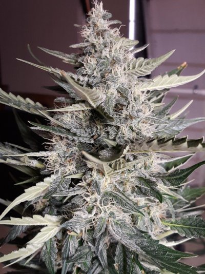 Let's See Your Frostiest Flowers
