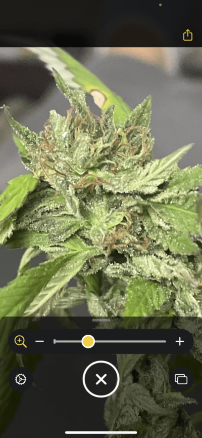 Second year grower, just found a few buds with bud rot and need help