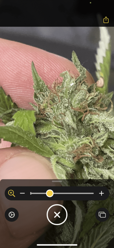 Second year grower, just found a few buds with bud rot and need help