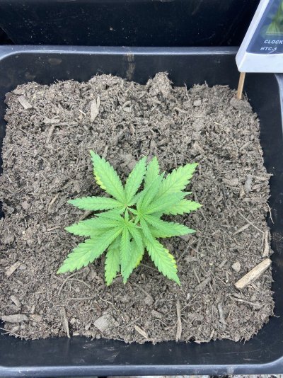 In need of some experts help