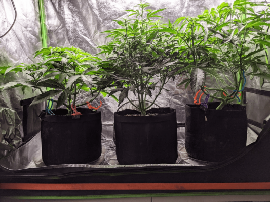 Grease Monkey (Pacific Seeds) and Punch Breath (bagseed)