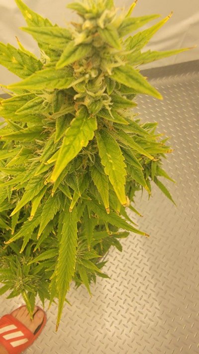 this-is-not-on-the-diagnose-your-leaf-chart-2.jpg