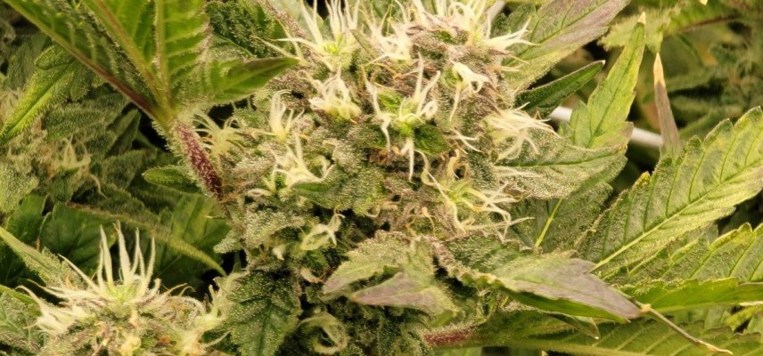 Medicgrow Spectrum X and Y Thseeds melonsicle grow show!