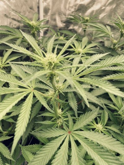 34 days into first ever grow - the story so far...