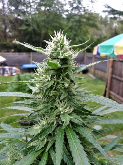 Are me babies ready yet?
