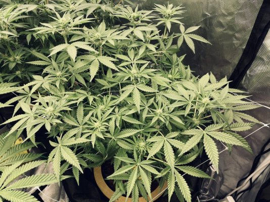 11 Days into Flower Still No Pistols