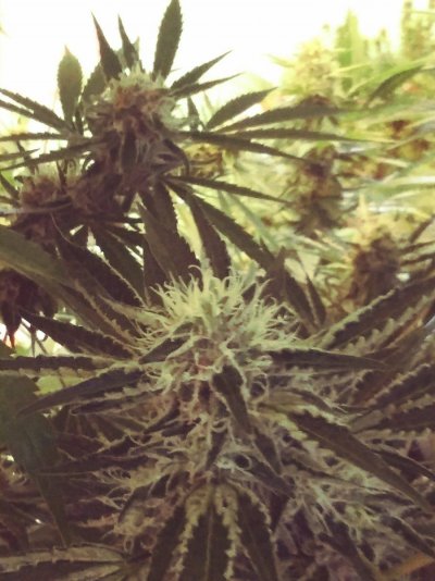 Let's see your 2021 Outdoor Plants!