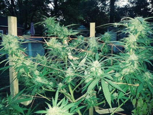 Let's see your 2021 Outdoor Plants!