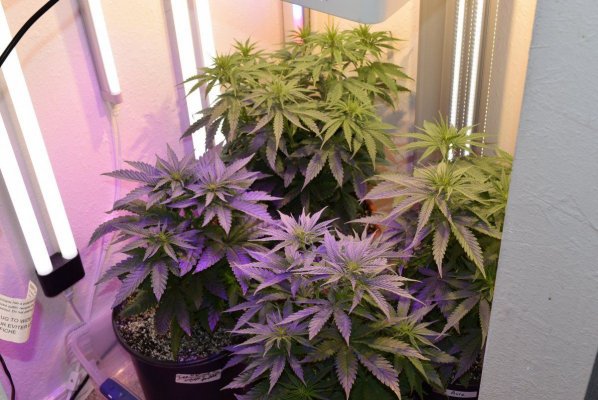 Beza's Cob Closet w/Blurple and Florescent