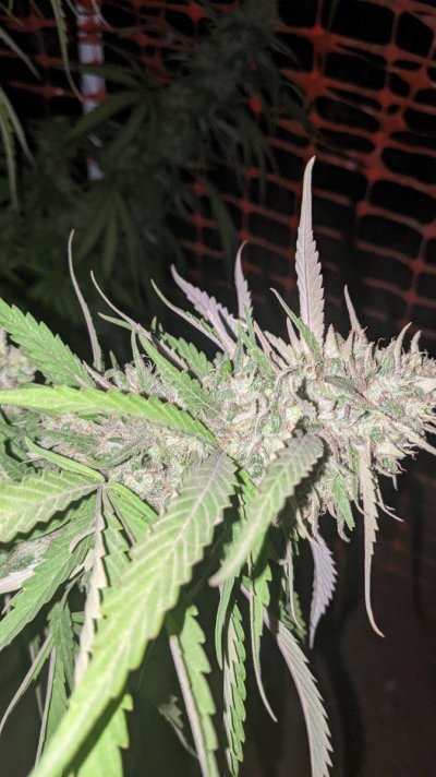Let's see your 2021 Outdoor Plants!
