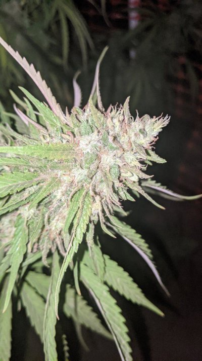 Let's see your 2021 Outdoor Plants!