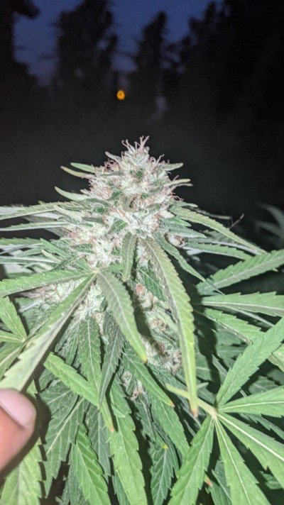 Let's see your 2021 Outdoor Plants!