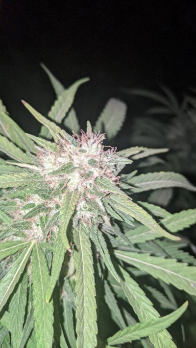 Let's see your 2021 Outdoor Plants!
