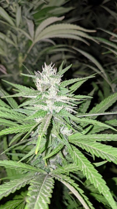 Let's see your 2021 Outdoor Plants!