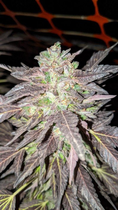 Let's see your 2021 Outdoor Plants!