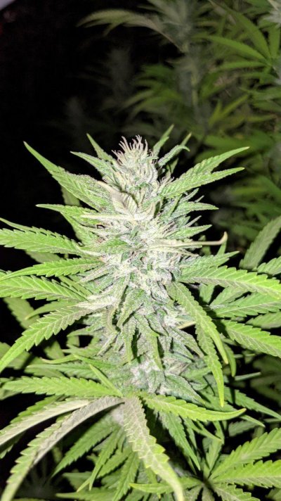 Let's see your 2021 Outdoor Plants!