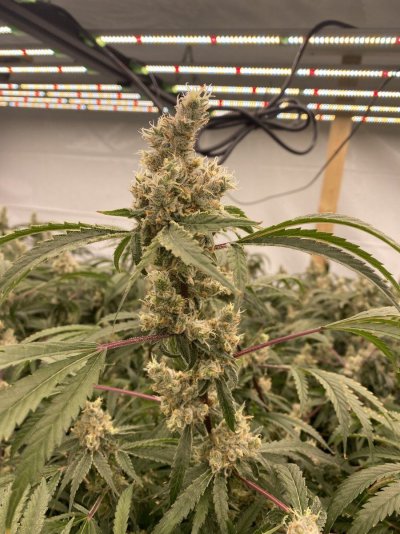 Foxtailing help in Current Culture DWC, LEDs