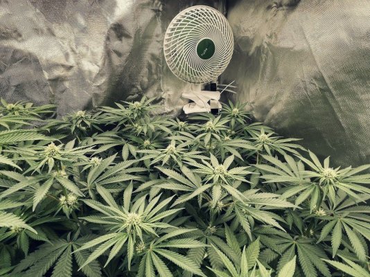 34 days into first ever grow - the story so far...