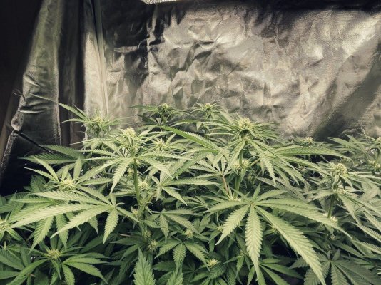 34 days into first ever grow - the story so far...