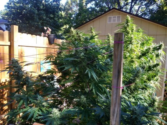 Let's see your 2021 Outdoor Plants!