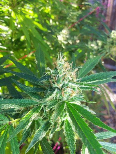 Let's see your 2021 Outdoor Plants!