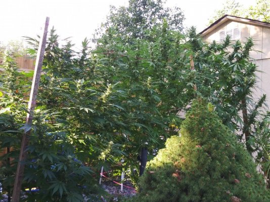 Let's see your 2021 Outdoor Plants!