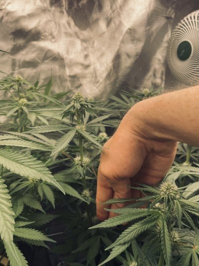 34 days into first ever grow - the story so far...