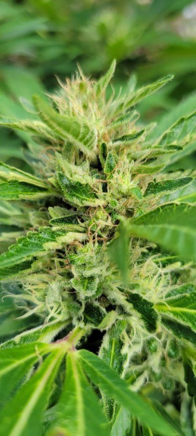1st time grower - mold?