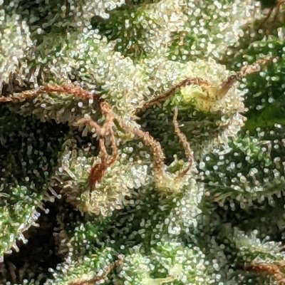 Let's see your 2021 Outdoor Plants!