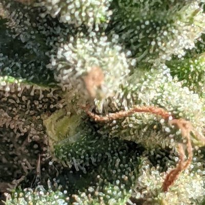 Let's see your 2021 Outdoor Plants!