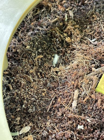 34 days into first ever grow - the story so far...