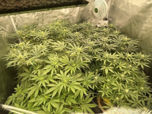34 days into first ever grow - the story so far...