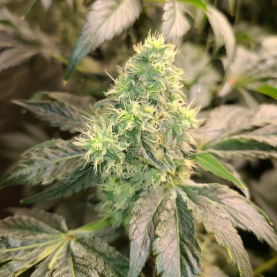 Lets see your fattest calyx
