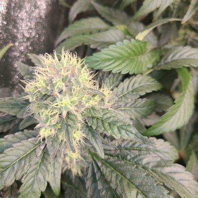 Lets see your fattest calyx