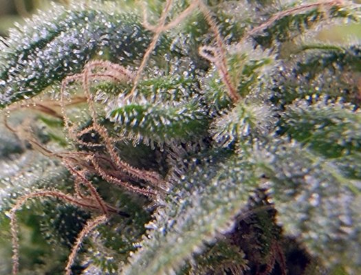 Schwer's First Grow Evah! Planning, Prep and Grow