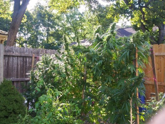 Let's see your 2021 Outdoor Plants!