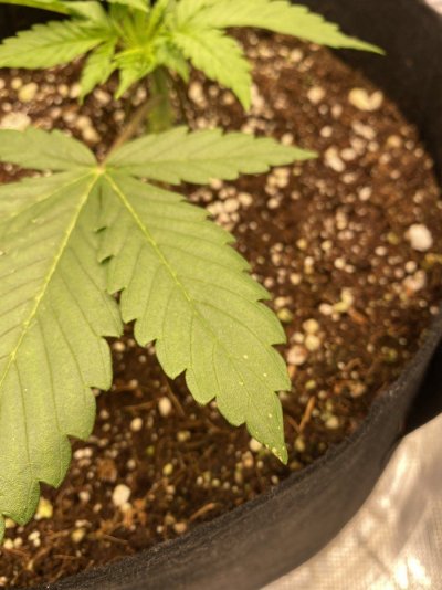 Beginner Grower Deficiencies