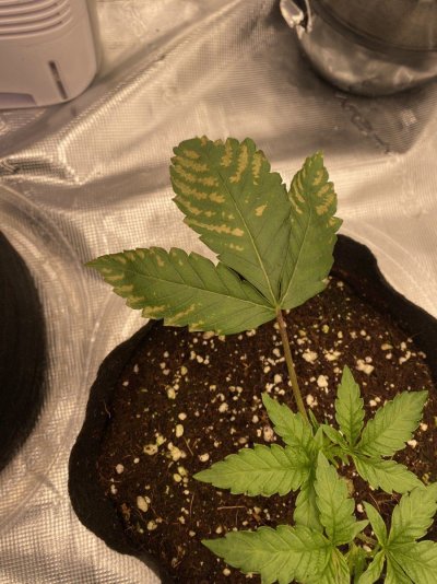 Grow Help Deficiencies- Beginner Grower