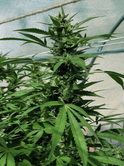 Let's see your 2021 Outdoor Plants!