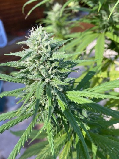 jack-herer-white-spots-pm--pic.jpg