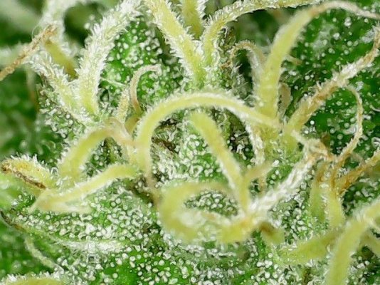Are these ready to harvest?  (with photos)