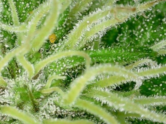 Are these ready to harvest?  (with photos)
