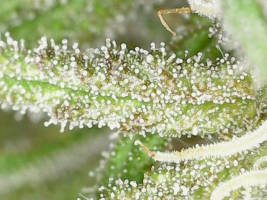 Are these ready to harvest?  (with photos)