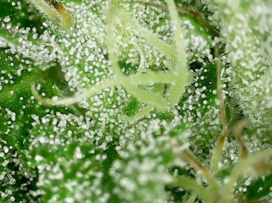 Are these ready to harvest?  (with photos)