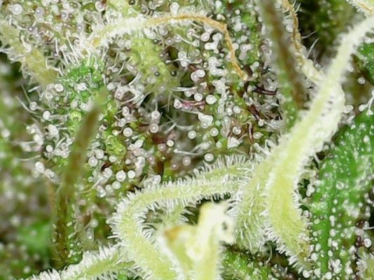 Are these ready to harvest?  (with photos)