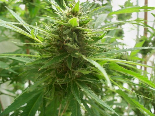 First outdoor grow.Finding a few small rot spots.It's close to being ready.Milky with some amber.Should I harvest now or will it spread fast.
