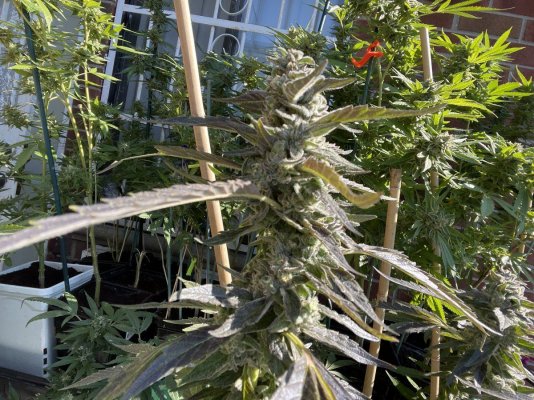 Let's see your 2021 Outdoor Plants!