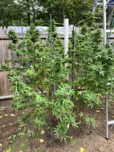 I Need Some Harvesting Advice