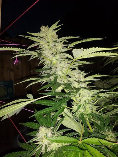 Let's See Your Frostiest Flowers